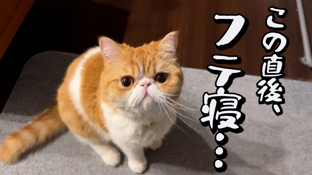 ラスト❤️ポッケにゃん♡エキゾチック子猫ちゃん♡アートドール