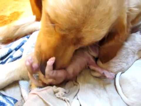 golden retriever birth golden retriever giving birth golden retriever birth golden retriever giving birth