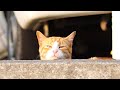 さようなら君の街/ハンバートハンバート(カバー)