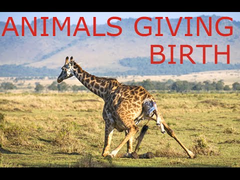 animals-giving-birth-compilation-2016---amazing-video!