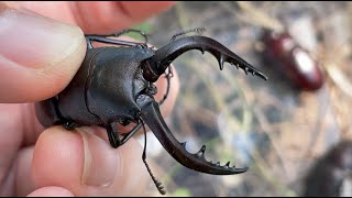 There are a lot of stag beetles on the riverbed in summer, so I