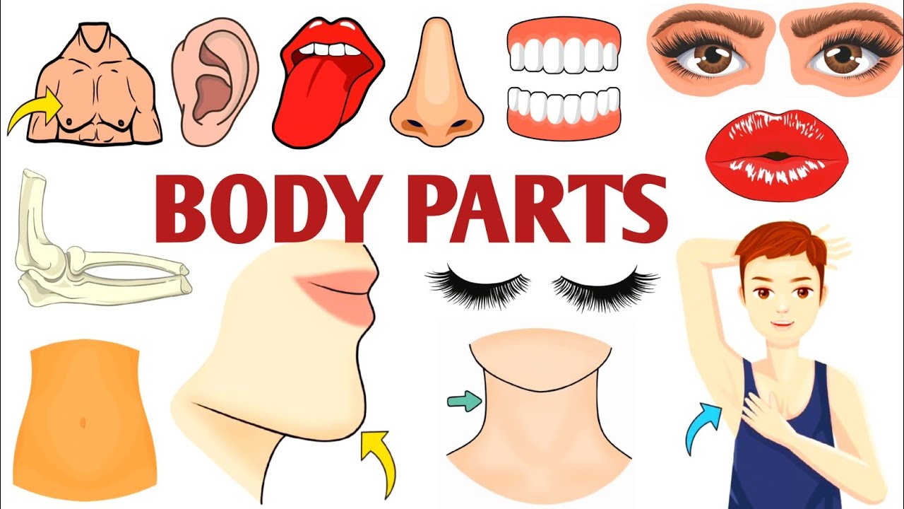 Parts of the Body | Parts of the Body for LKG Kids | Learn Body Parts & Sense Organs | 