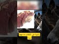 إزاي نفرق بين اللحم البقري ولحم الحمار Donkey Meat Science Biology Zoology Animals Explore إزاي نفرق بين اللحم البقري ولحم الحمار Donkey Meat Science Biology Zoology Animals Explore