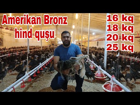 Amerikan Bronz hind quşu   #americanbronzhindqusu