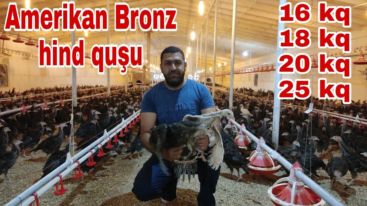 Amerikan Bronz hind quşu   #americanbronzhindqusu