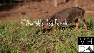 Strawberry's Available red European Doberman Female by Von Hohenhalla Dobermans 969 views 7 months ago 1 minute, 31 seconds