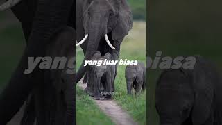 Inilah ciri khas dari seekor gajah #hewan #shorts #gajah