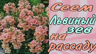 видео: Посев львиного зева на рассаду. картинка: Посев львиного зева на рассаду.