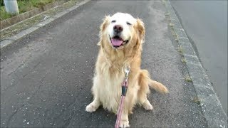 散歩中にエンストしちゃったゴールデンレトリバー　Golden retriever was tired of walking