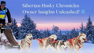 ❄️ The Siberian Husky Chronicles: Insights Only Owners Get! 🐾 #Husky #Puppies #Doglove
