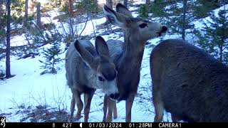 Mule deer herd sniffing camera