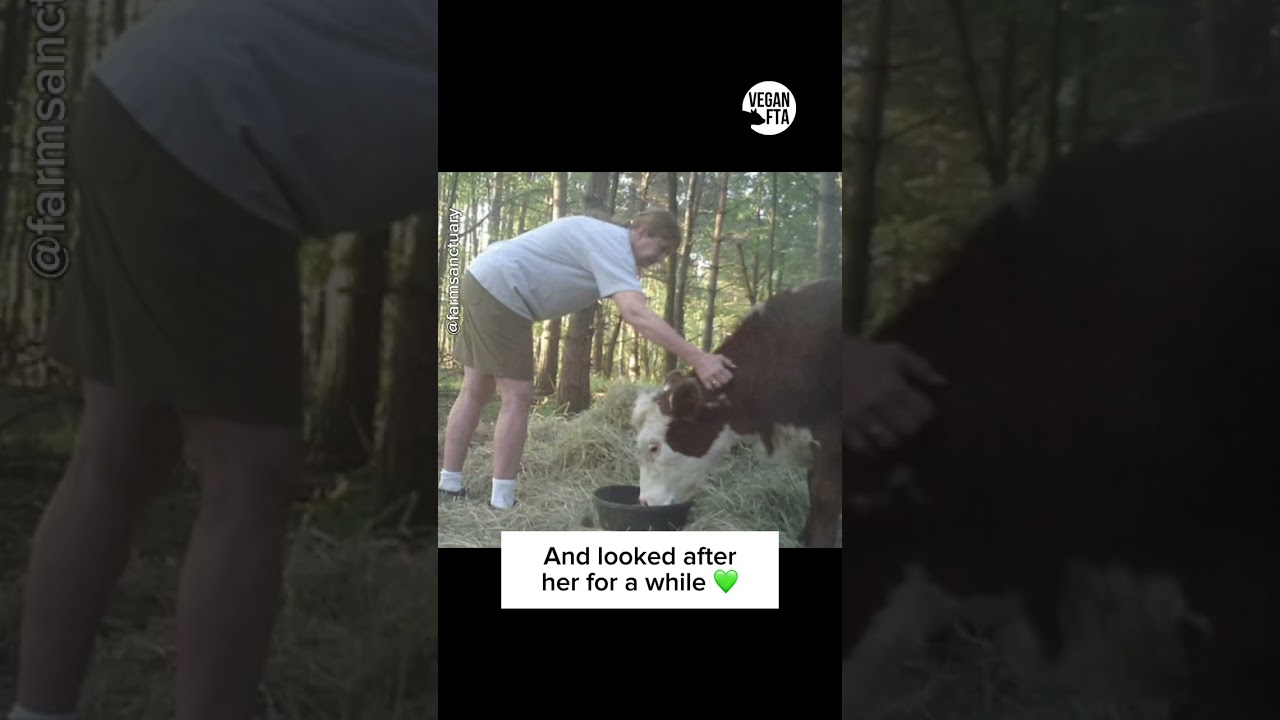 Bonnie the "Cow-Deer" 🐮🦌