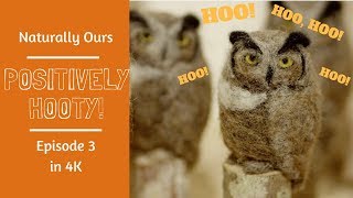 Hooting Over Salt Spring Island's Owls : Episode 3 of Naturally Ours in 4K Hooting Over Salt Spring Island's Owls : Episode 3 of Naturally Ours in 4K