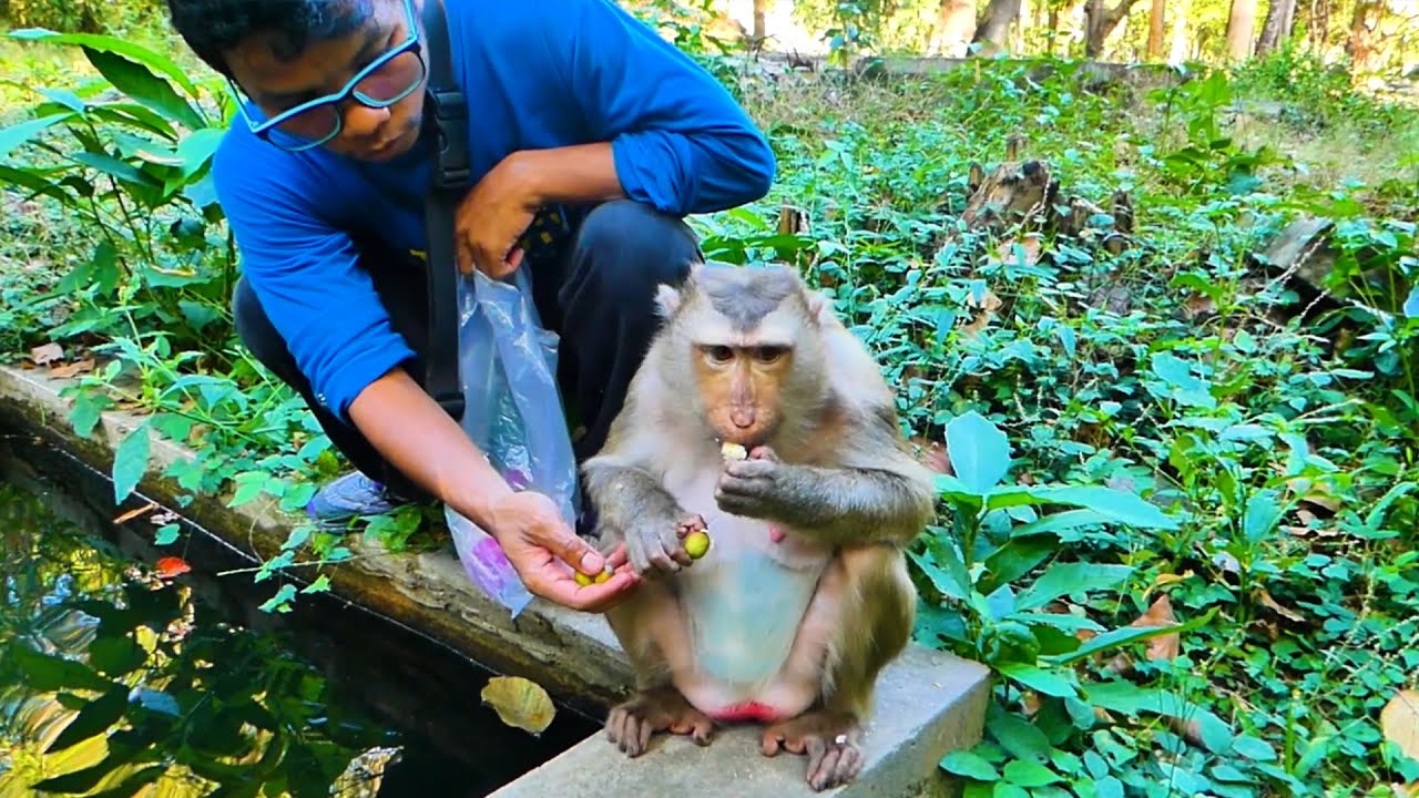 Monkey Julie nearly gave birth to a big pregnancy, and I'm helping her with fruit and milk.
