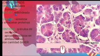 Acinos Serosos ,Mucosos Y Conductos Intercalares