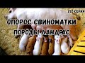 Автопоилки  в сарае / опорос у очень крупной  свиноматки породы Ландрас