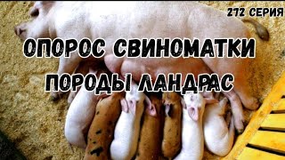 Автопоилки  в сарае / опорос у очень крупной  свиноматки породы Ландрас