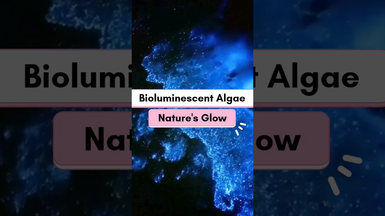 The Magic Of Bioluminescent Algae - Nature's Glow 