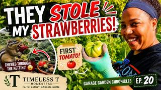 Garage Garden Chronicles Ep. 20 | They STOLE My Strawberries! 🍓😩  First Tomato Harvest + Update