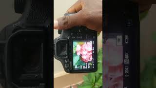 Photoshoot outdoor canon Eos D500 music photography photooftheday ffshorts canon flowers
