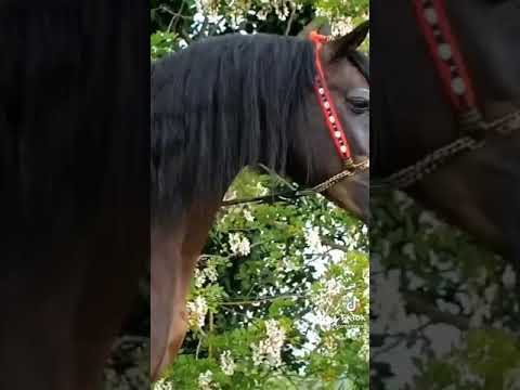 خيبة حالات واتس اب مخنوق مرة مخنوق