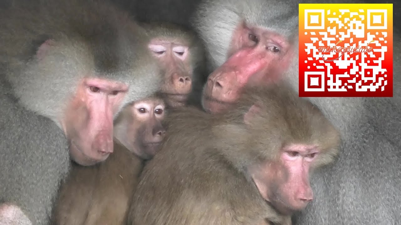 Baboons Chase Each Other To Get Best Spot Safe From The