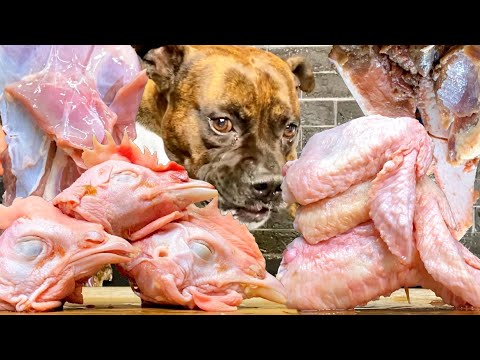 【大食い犬ASMR】生肉と骨を荒れ狂う愛犬が豪快に食べる　Dog eats raw meat ＆ bones