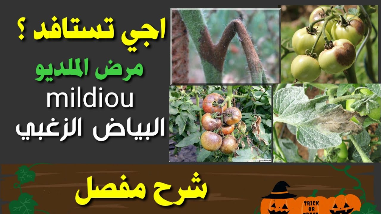 ملخص كامل لمرض الملديو. البياض الزغبي  | mildiou