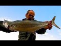 🔥פלמידה, טוניות וטרחון ראשון לעונה. king mackerel and false albacores