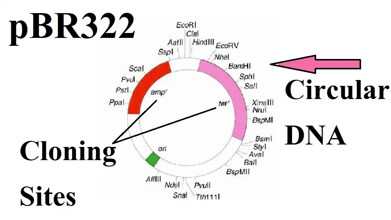 What is the difference between the Cloning sites vs Recognition sites ?? 🤔🤔