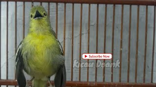 Cipoh Gacor Full Variasi Paling Cakep || Jeritan Burung Sirtu Gacor