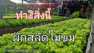 เทคนิคทำให้ผักสลัดหวานกรอบ #ผักสลัดไม่ขม #เกษตรสุขกลางกรุง