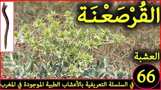 القرضعنة العشبة 66  من السلسلة التعريفية بالأعشاب الطبية الموجودة في المغرب