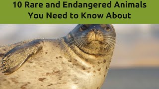 10 Rare and Endangered Animals | Discover the Most Amazing Creatures on Earth