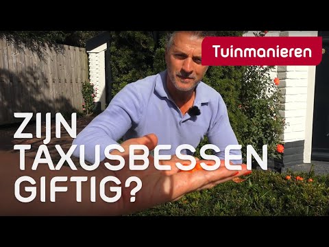 Video: Zijn bessenbomen giftig?