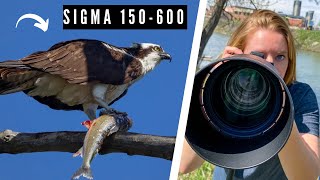 Osprey Bird Photography - Sigma 150-600mm Lens Photo Walk