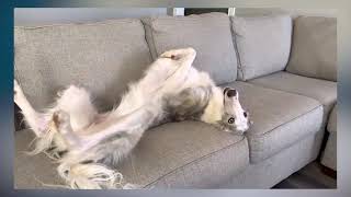 Silly Borzoi