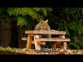 Picnic for Squirrels - 10 Hours - May 06, 2022