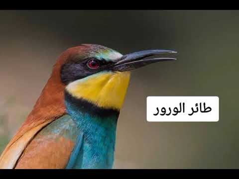 صوت طائر الورور للصيد صوت الوروار طائر الورور صوت الورور صوت آكل النحل ورور