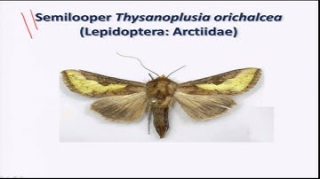 Mod-08 Lec-39 IPM in Mustard & Soyabean