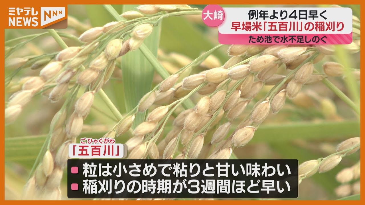 主力品種の稲刈り最盛期を前に…黄金色に実った極早生品種「五百川」の 