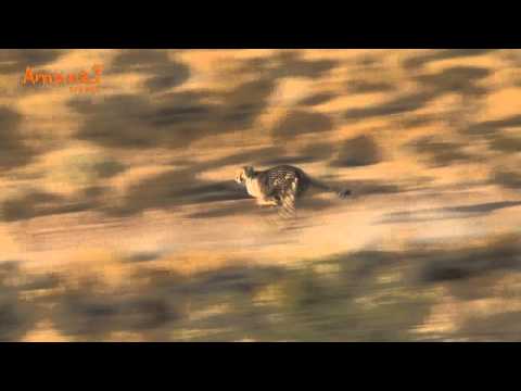 Volunteer in Africa
