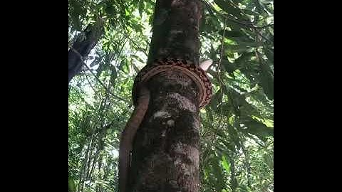Watch the incredible method this scrub python used to climb a tree! 🐍..