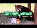 鯖江市西山動物園 ヤンヤン(レッサーパンダ) の動画、YouTube動画。