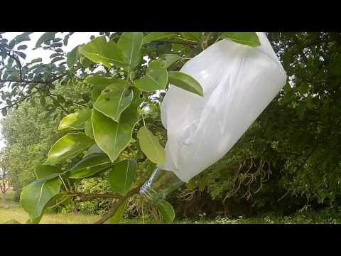 Video: In Welchem Jahr Trägt Die Birne Früchte? Wie Viele Jahre Nach Dem Pflanzen Beginnt Die Fruchtbildung Und Wie Oft Im Leben Geschieht Dies? Warum Trägt Der Sämling Keine Früchte?