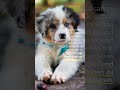 10 wichtige Tipps für glückliche und gesunde Hunde Ein Leitfaden für Hundehalter #shorts