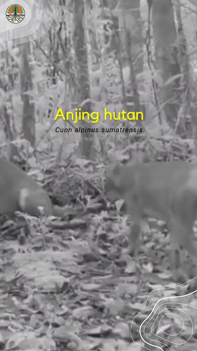 kamera trap merekam aktivitas satwa di TN Gunung Leuser