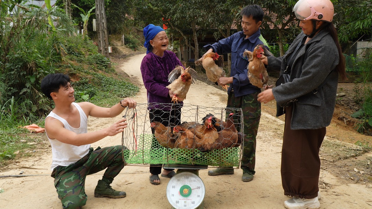 Trieu Khang sells the first flock of chickens, the single grandmother bursts into tears of joy.