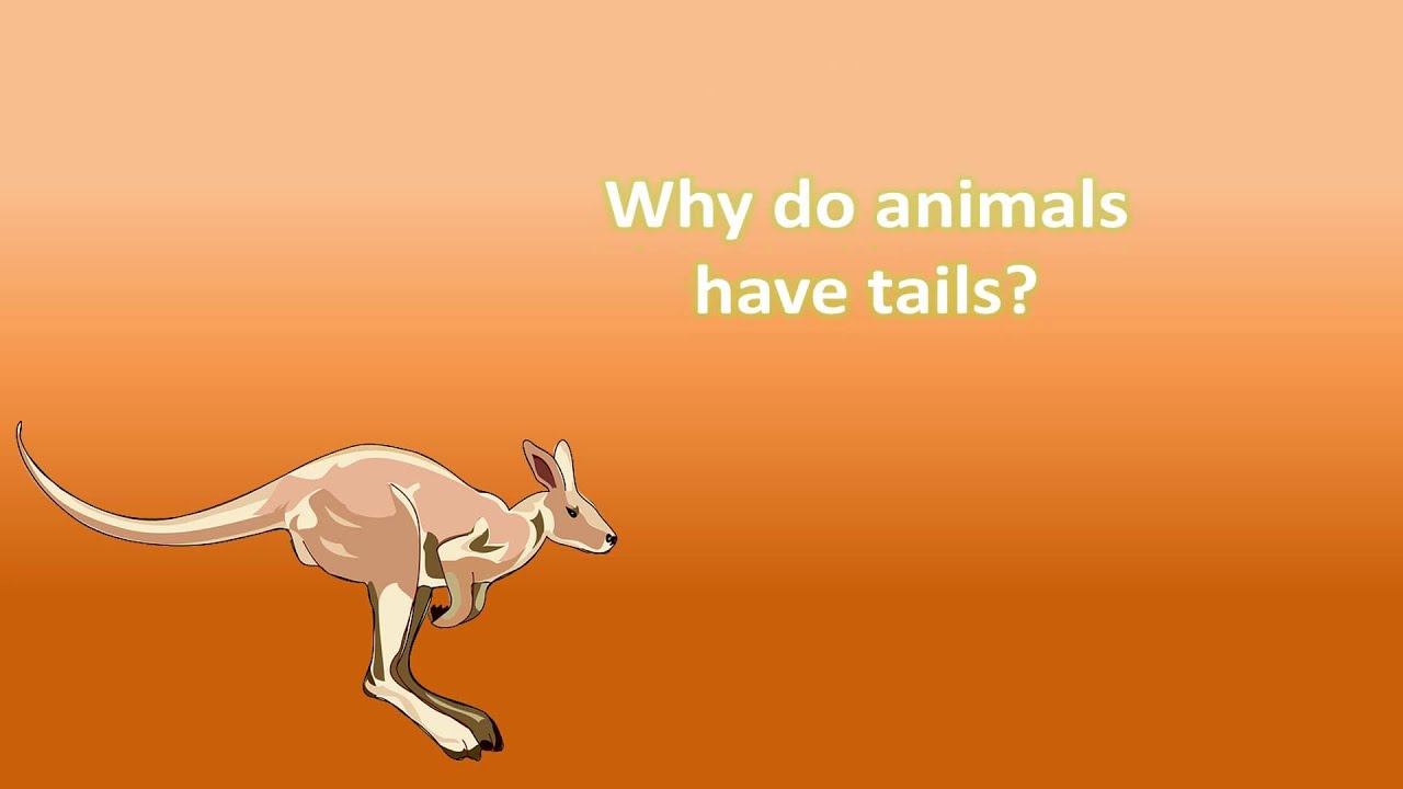 Why do animals have tails ? - YouTube