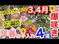 【知らないと損】春の花が爆発的に増える‼️早春(3,4月)に絶対やるべき庭作業4つ🤗早めにやるのがポイント☝️/ 逆効果なNG例もあるのでご注意を⚠️【ガーデニング】